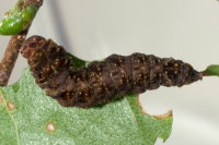 Falcaria lacertinaria, caterpillar  8446