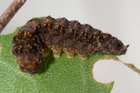 Falcaria lacertinaria, caterpillar  8447