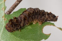 Falcaria lacertinaria, caterpillar  8448