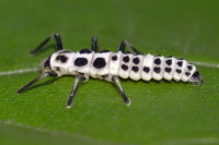 Calvia decemguttata, larva  8458