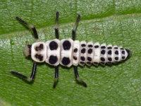 Calvia decemguttata, larva  8459
