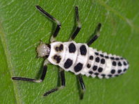 Calvia decemguttata, larva  8460