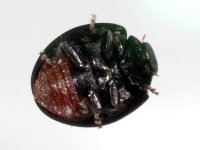 Chilocorus renipustulatus, Unterseite  8466