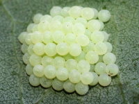 Lacanobia oleracea, eggs  8472