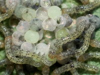 Lacanobia oleracea, frisch geschlüpft  8474