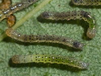 Lacanobia oleracea, caterpillars  8476