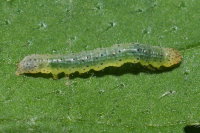Lacanobia oleracea, caterpillar  8477