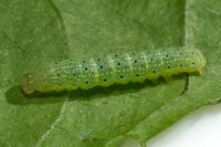 Lacanobia oleracea, caterpillar  8478