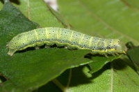 Lacanobia oleracea, caterpillar  8479