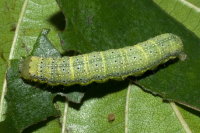Lacanobia oleracea, caterpillar  8480