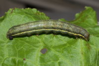 Lacanobia oleracea, caterpillar  8481