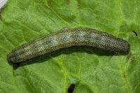 Lacanobia oleracea, caterpillar  8482