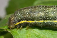 Lacanobia oleracea, caterpillar  8483