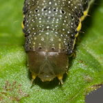 Lacanobia oleracea, caterpillar  8484