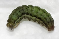 Lacanobia oleracea, caterpillar  8485