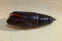 Lacanobia oleracea, Exuvie  8493