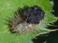 Cassida sp., larva  8528