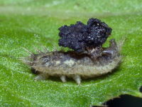 Cassida sp., larva  8529