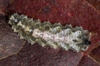 Meligramma triangulifera, larva  8541