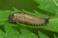 Cassida sp., larva  8546