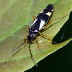 Dryophilocoris flavoquadrimaculatus  8552