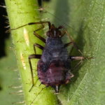 Deraeocoris ruber, larva  8564