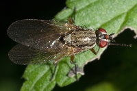 Hylemya nigrimana/vagans, weiblich  8580