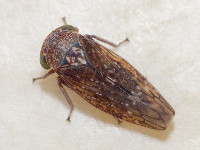 Acericerus ribauti, female  8588