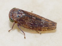 Acericerus ribauti, female  8589