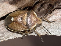 Chlorochroa pinicola  8590