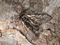 Lycia isabellae, männlich  8601