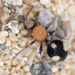 Dasylabris canariensis, female  8624