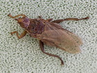 Pseudolynchia canariensis  8627