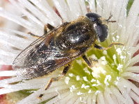 Merodon cf. obscuritarsis, female  8632