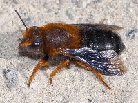 Megachile sicula, weiblich  8638