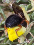 Megachile sicula, female  8639
