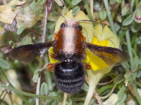 Megachile sicula, weiblich  8640