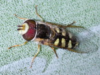 Scaeva albomaculata, male  8654