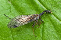 Phaeostigma notata, female  8670