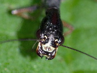 Phaeostigma notata, female  8671