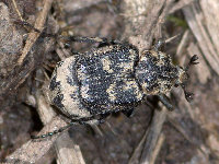 Valgus hemipterus, male  8676