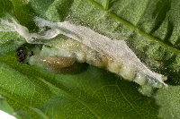 Ptycholoma lecheana, parasitierte Raupe  8698