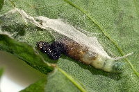 Ptycholoma lecheana, parasitised caterpillar  8699