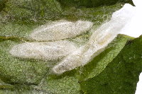 Ptycholoma lecheana, parasitoid cocoons  8700
