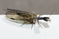 Phaeostigma notata, female  8718