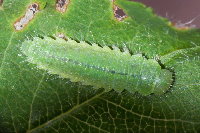 Gonioctena cf. quinquepunctata, larva  8729