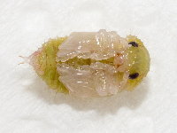 Gonioctena cf. quinquepunctata, pupa  8733