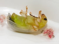 Gonioctena cf. quinquepunctata, freshly hatched  8738
