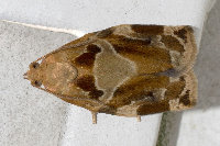 Archips xylosteana, male  8748