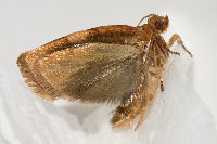 Archips xylosteana, male  8751